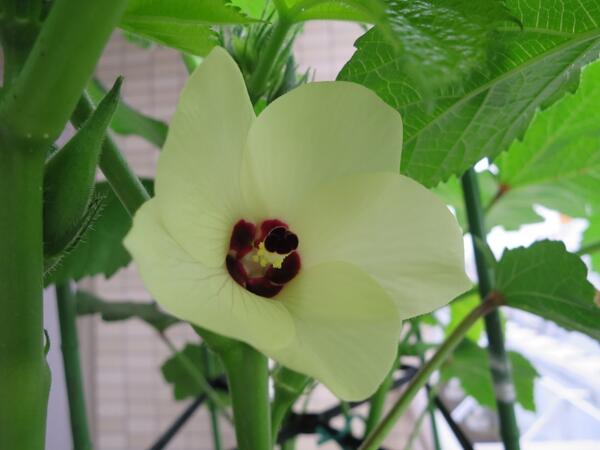 atsuaka's tweet photo. オクラの花が咲きました。花は小さいのかなと勝手に思いこんでいたら意外に立派。 http://t.co/XniLvE7iad