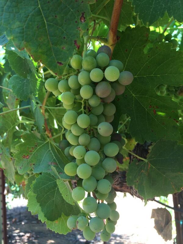 PasterickWine's tweet photo. Verasion! http://t.co/lhAvs37t4f