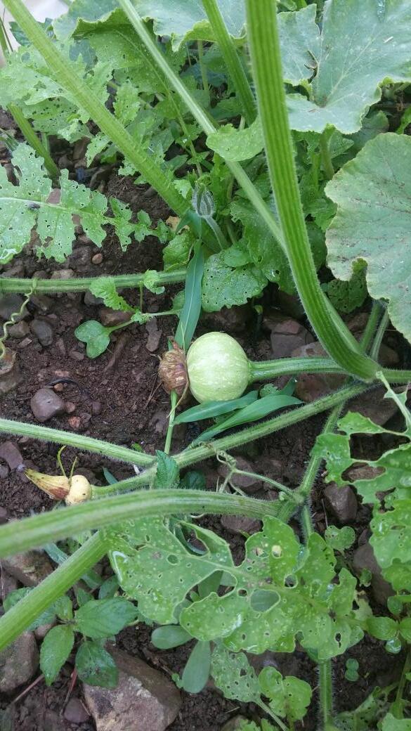도시에선 보기 힘 든 꽃이지요~~