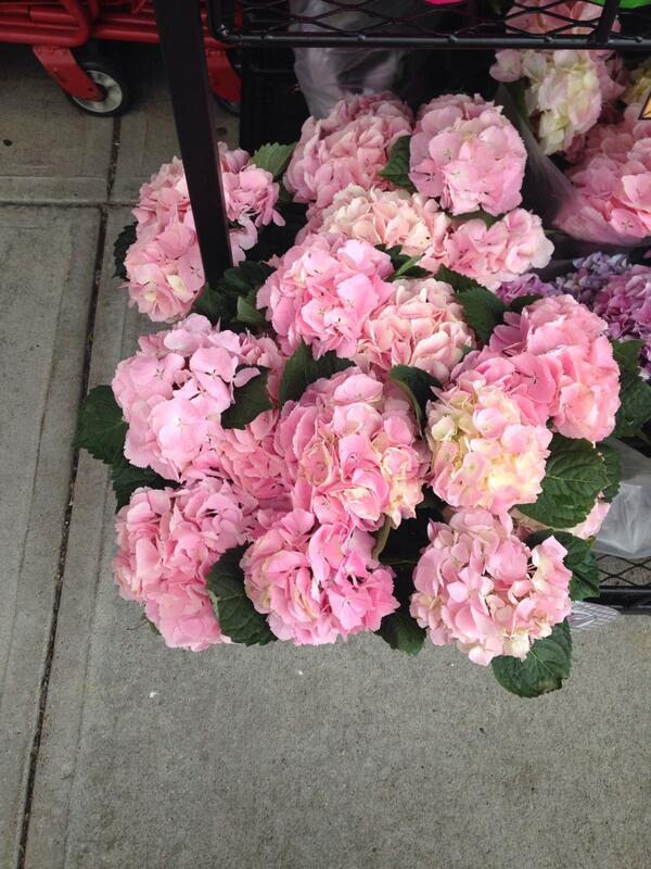 svanderwoodsen's tweet photo. These remind me of @PrincessBlairW ❤️ http://t.co/OY9JxwzvF5