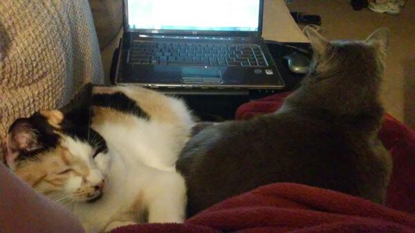 catsta_gram's tweet photo. They're helping me apply for jobs. #cat #catstagram http://t.co/HUbR3Jrd2m