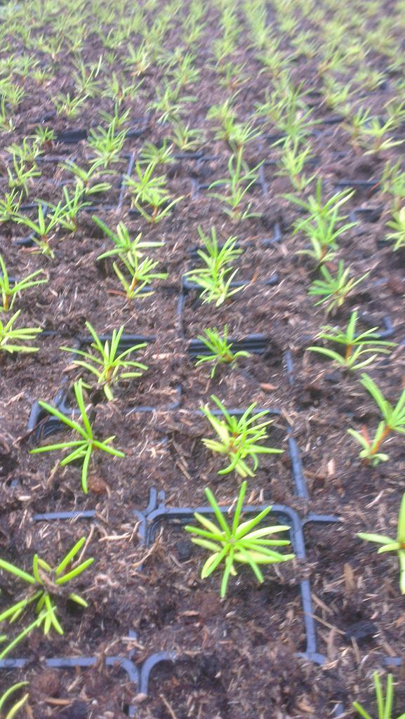 Lekker weer om op te potten in de schuur #sciad