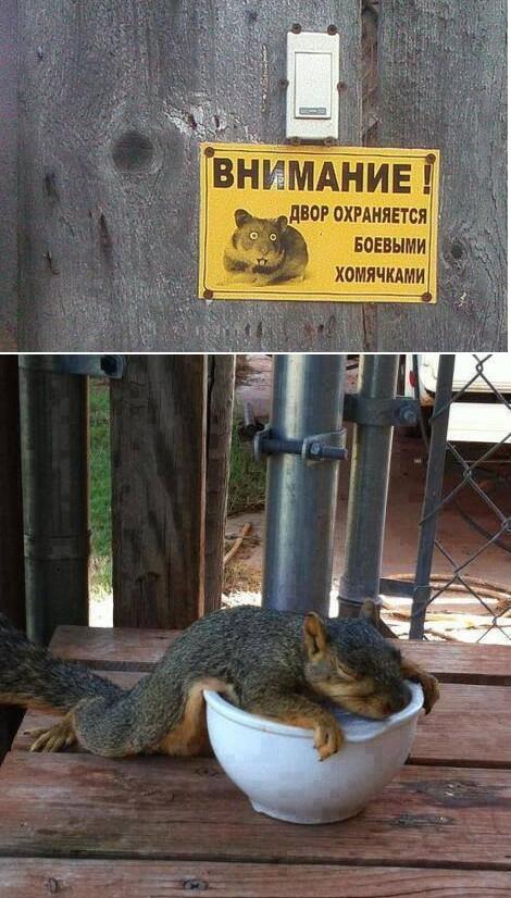 DmitrijIpatev's tweet photo. http://t.co/UtsE04PySt Боевые хомячки :) http://t.co/AD9BnFRP8F