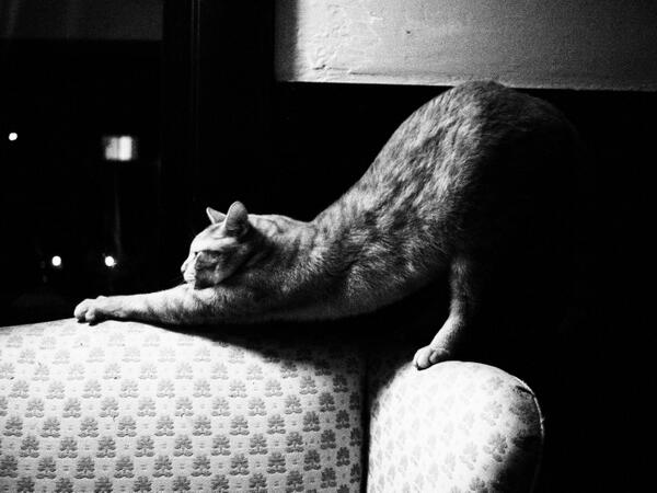 catsta_gram's tweet photo. nobody the cat, getting ready for an evening of chasing shit around the house #cat #catstagram http://t.co/m0RWZL6AXI