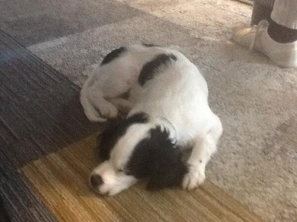 Interface_NO's tweet image. #Interface #teppeflis er helt OK og sove på! #søthund