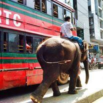 AndrewWon84's tweet photo. The elephant that blew past us while we were stuck in traffic in #Dhaka, #Bangladesh #traffic #Elephantscantjump http://t.co/KnlkLXXb0e