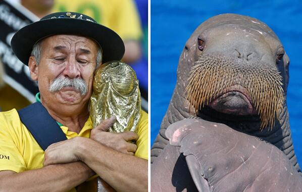 Sad Brazil fans and their even sadder animal twins - bit.ly/1ne7X19