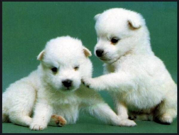 dydrb12's tweet photo. "@gimseung: 야! 너, 내밥그릇 어쨌어? http://t.co/wyaSA8vpCp"