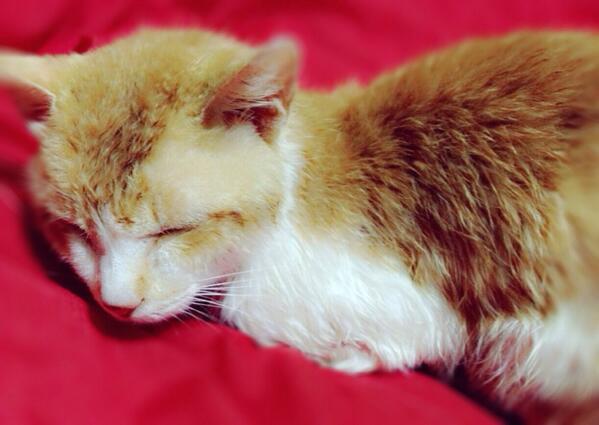 我が家に新たな家族がやってきました♡

まだ名前は決まってないけど(>_<)
男の子！なにかかわいい名前あるかな？？

お風呂いれてあげたら
でてそのまま寝ちゃった…♡ http://t.co/uRXFAwkGlD