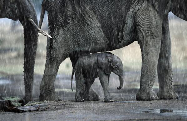 Wat een regen vandaag! Deze kleine Afrikaanse olifant heeft de perfecte schuilplaats gevonden...onder mama.
