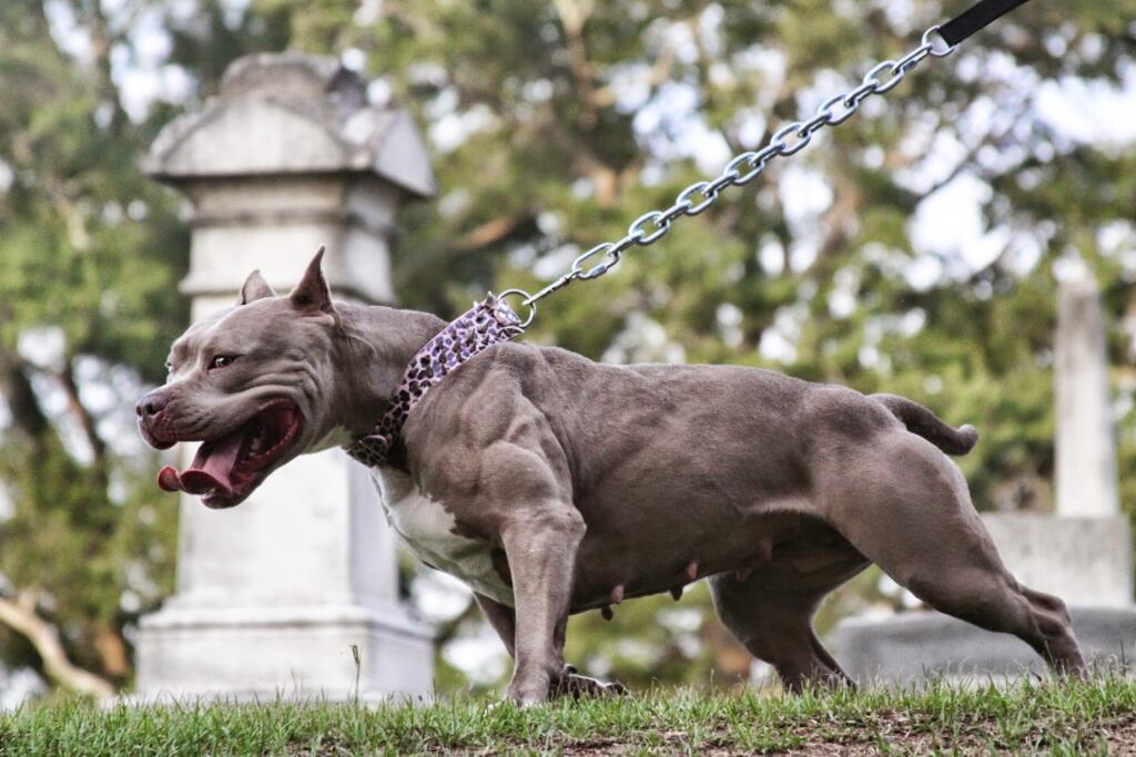 Bully max pitbull sales