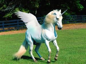 GeriMadin99's tweet photo. OMG I WANT I WANT I WANT... I WOULD CALL HER FLOSS.
EEEEEEEEEEEEEKKKK UNICORN http://t.co/GOeES3Jqv5