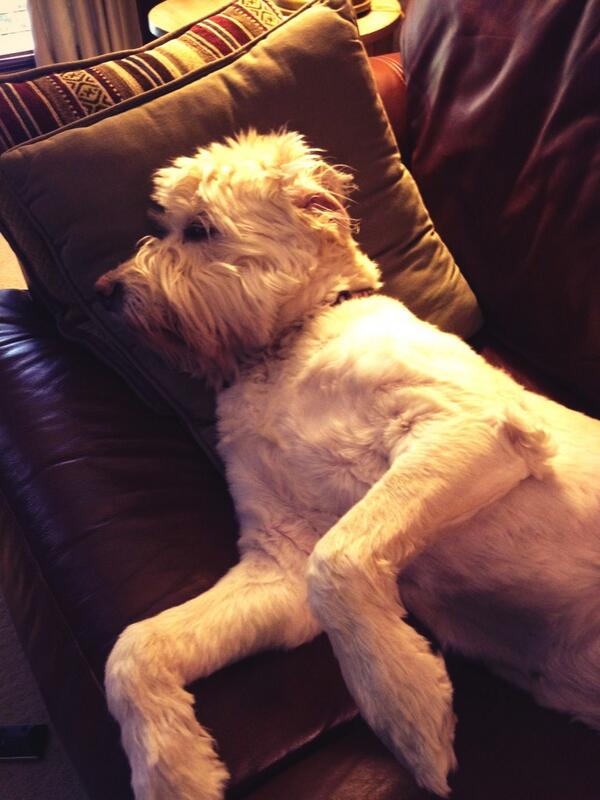 katie_fricks's tweet image. My dog just pushed me off the couch, spoiled much?! #spoileddoglife