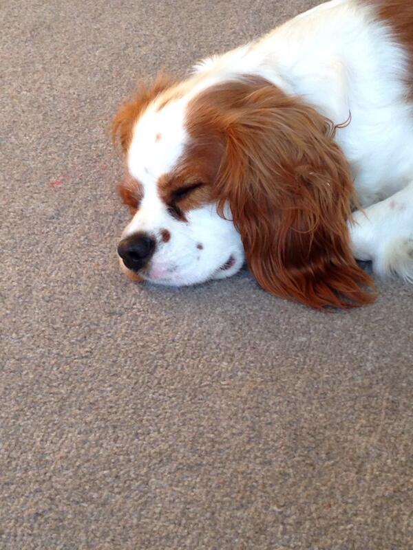 TobyHalftash's tweet image. Tired after my walk