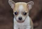 Hey guys look at my puppy