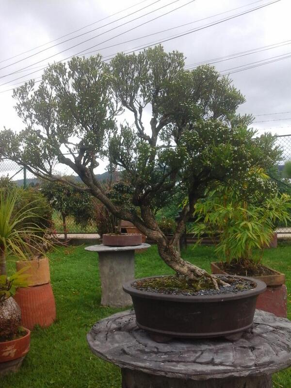 bonsaizen's tweet photo. Muestra de arboles trabajados en la escuela bonsai zen http://t.co/ExgDYNVkC3