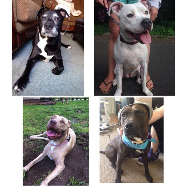 _fireonahill's tweet photo. My family owns a lot of pitbulls <3
Best breed to ever own #pibblepower 🐶💕 http://t.co/Sr2225LlVa