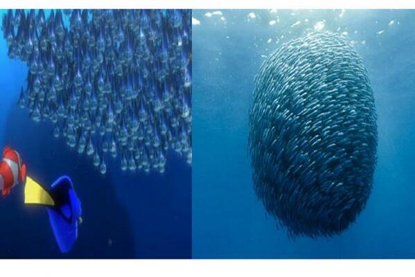 Buscando A Nemo (@NemoLavarda) / X