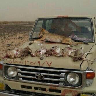 مقناص الديره البعيده (@nnss4442) on Twitter photo 