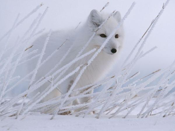 NatGeoEspana's tweet photo. Descubren en Tíbet una especie extinta de Zorro http://t.co/i0YrFbrQ6j http://t.co/FzJ49qJMNs