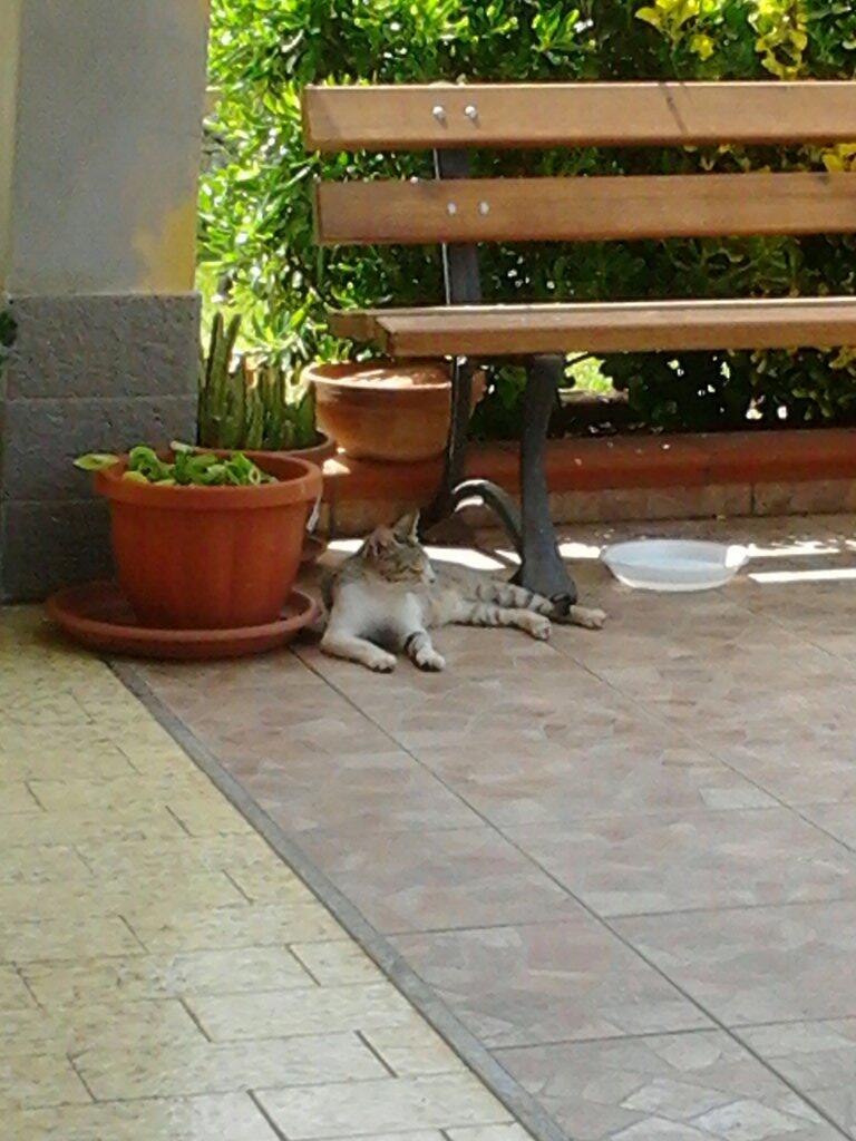 Fammi capire, io cerco di conquistarti con la salsiccia e tu fai la cacca nel prato? Ma allora sei una buttana! http://t.co/AMgv4BZLOl