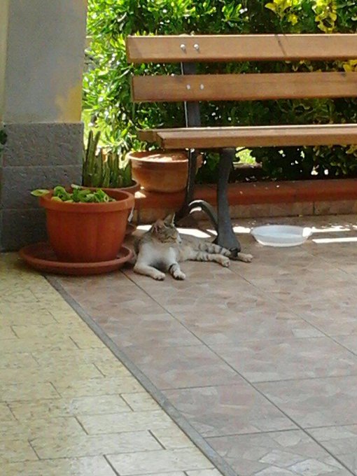 Fammi capire, io cerco di conquistarti con la salsiccia e tu fai la cacca nel prato? Ma allora sei una<a href="/tag/oravolanoipiatti"class="tags"><span>#oravolanoipiatti</span></a><a href="/tag/mettozizzania"class="tags"><span>#mettozizzania</span></a>