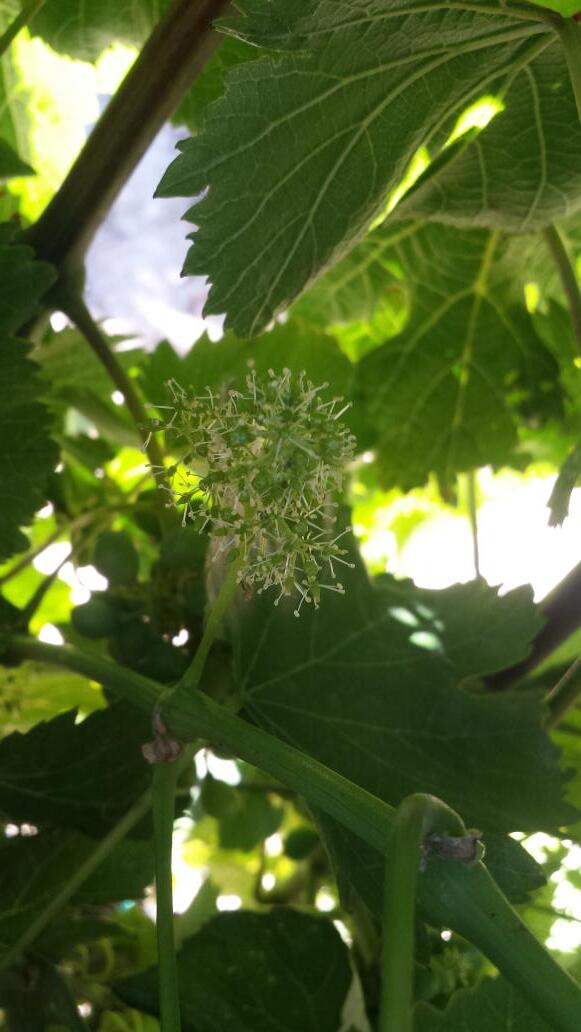 Bodegas Verderrubi tweet media