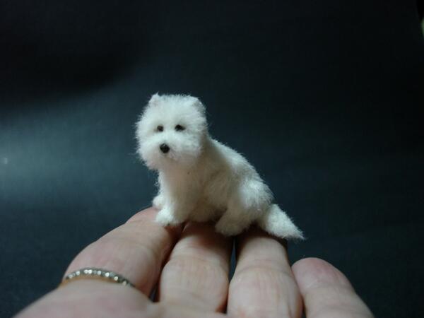 tiniest dog on earth