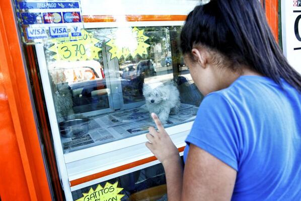 el_pais's tweet photo. El Gobierno quiere prohibir la exhibición de perros y gatos en las tiendas de animales http://t.co/qphcj9i5HF http://t.co/3JFFq3UlCz