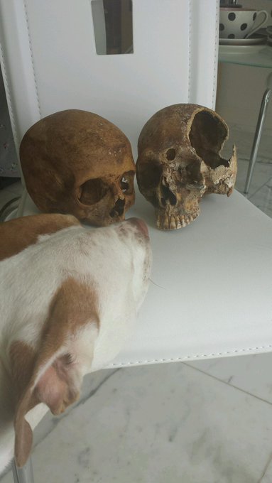Finally received my beautiful human skulls. Swayzee is just as excited as I am! http://t.co/E4Qkfzqu<a href="/tag/tupacotuesday"class="tags"><span>#tupacotuesday</span></a>