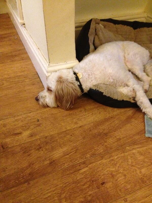 RascalCockapoo tweet picture