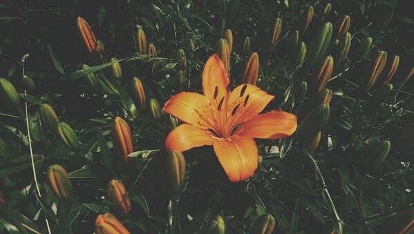 PhotosWithAsh's tweet photo. My first Lily of the summer bloomed today. #ilovelivingthings #gardening http://t.co/EPvRPzq9li