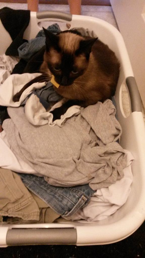 TheFamilyKitty's tweet photo. Wait.  What does washing involve?  I'm not sure I'm in board with this. http://t.co/CUsx5jByNd