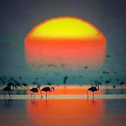 _DomaVaquera's tweet photo. Aquellas marismas, donde los sueños se asoman http://t.co/YrkgTILdCs