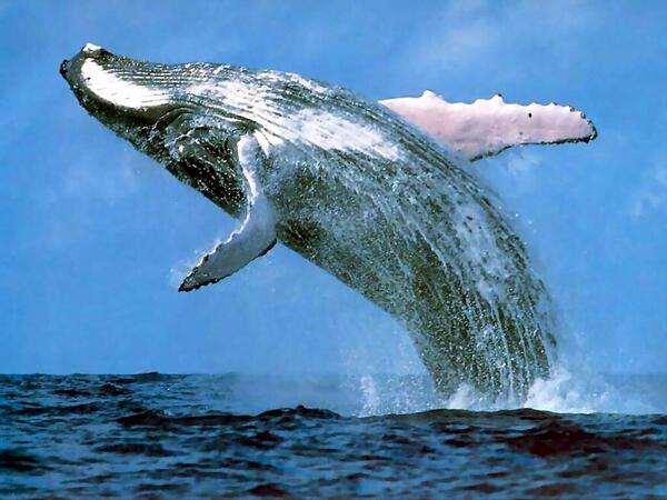 Swimmingisme tweet picture