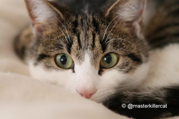 masterkillercat's tweet image. Hi #friends #love your cat pics! but I can't see all every day. Please send me your #pics...I want RT #cats #mycat
