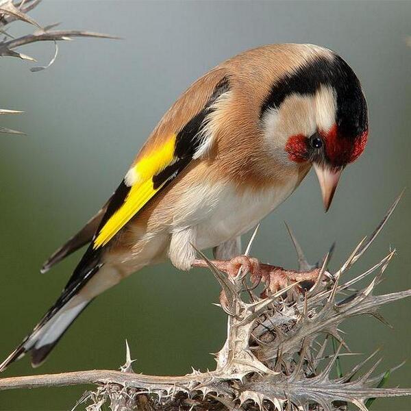 tofixulo32 tweet picture