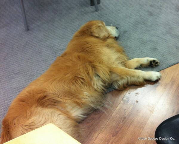 HeddyBing's tweet image. Hard day at the office! #MyAssistant #YVR