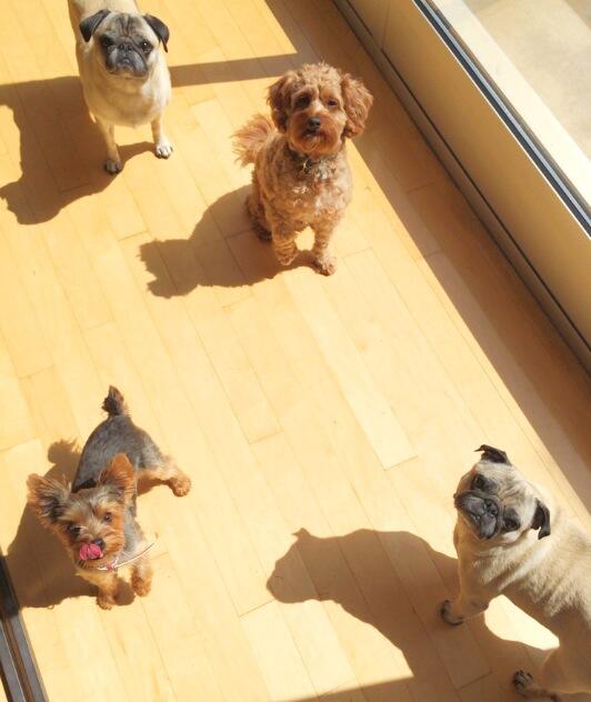 PromocityUS's tweet image. We have the best lookin' crew at @PromocityUS &amp;amp; we love these goo.gl/NNj798 #dogs #PetsAtWork @nashvillepaw