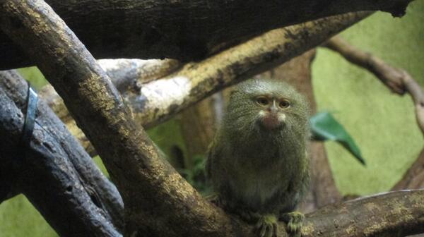 chloesteinbeck's tweet photo. Pygmy Marmoset at the Zoo http://t.co/EB8W8oSLzj