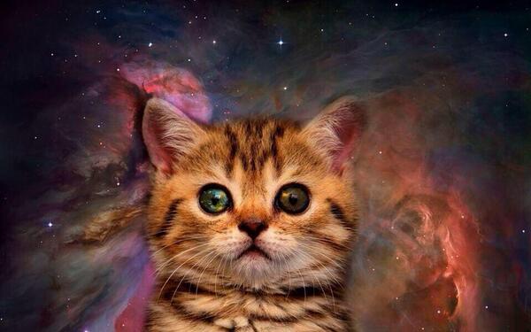 KittyMeowCutie's tweet photo. http://t.co/fA7NrxP9lU