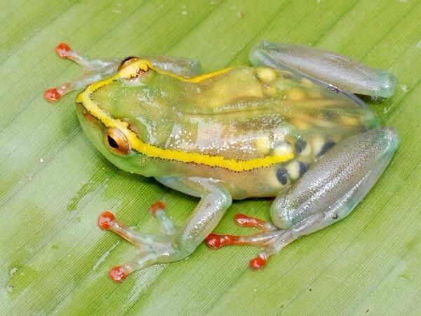 Harvs_Kate's tweet photo. “@RarestAnimal: Pregnant Transparent Frog http://t.co/L3AbBWX57Q” 😳 This is horrific