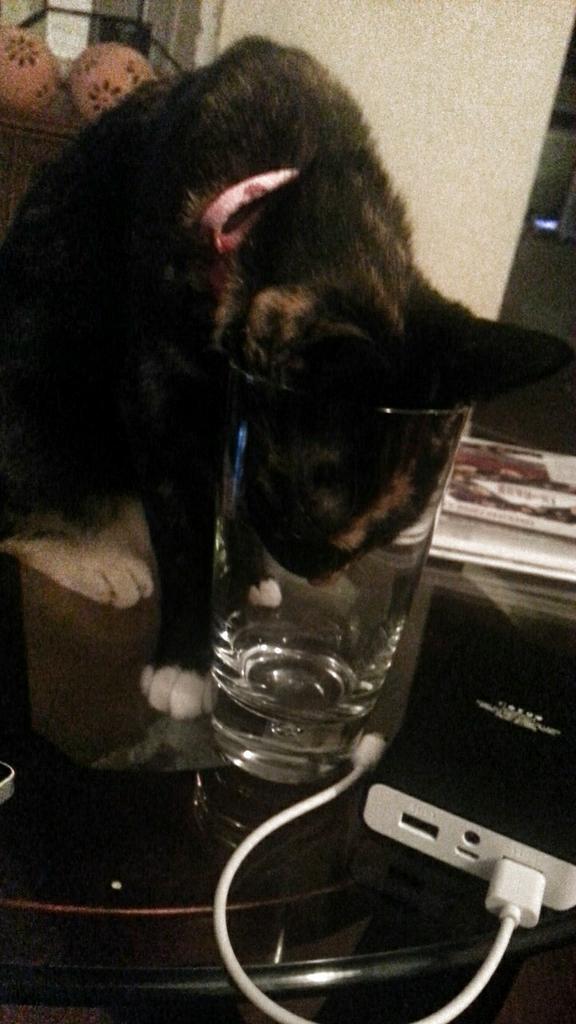 pixelhere's tweet image. this is the kind of kitteh genius I has to deal with