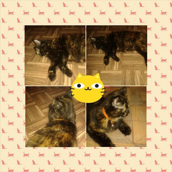 Nuri_Nurainii's tweet image. Haii kak kenalan dong :) namaku Michan, salam kenal :D @ForKucing