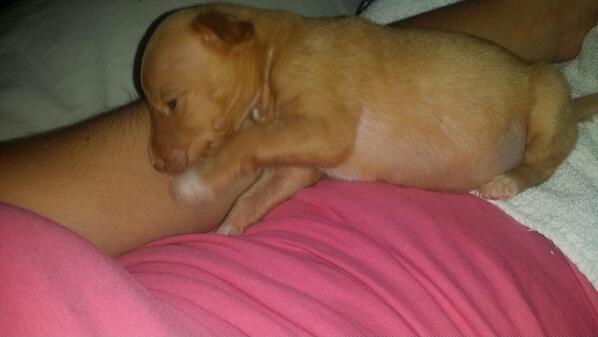 _niness's tweet photo. Ainsss mi gordito con mamitis aguda!! #laalegriademicasa #mibebe http://t.co/cXbWEETAc5
