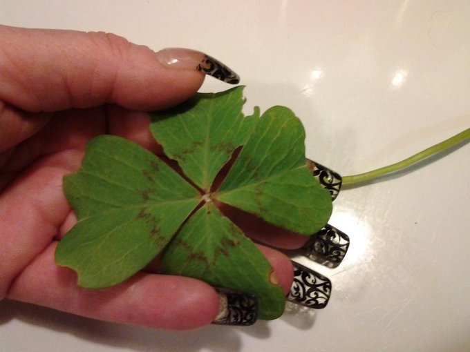 Authentic #4leafclover #luckoftheirish #friskybeaver #redheads http://t.co/hcwUeaElQX<a href="/tag/4leafclover"class="tags">#4leafclover</a><a href="/tag/luckoftheirish"class="tags">#luckoftheirish</a><a href="/tag/friskybeaver"class="tags">#friskybeaver</a><a href="/tag/redheads"class="tags"><span>#redheads</span></a>