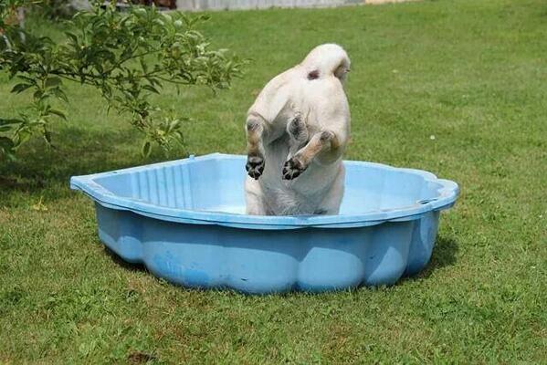 what_the_pug's tweet photo. Funny pug picture: why????? - http://t.co/kG76gkQtTS #FunnyPug #FunnyPugPicture #Whatthepug http://t.co/nnh9setGmx