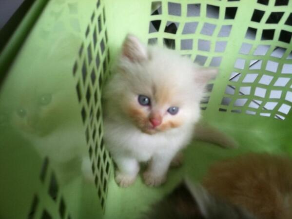 dikeyparker's tweet photo. @diiklanin JOGJA PERSIAN for Adopt kitten persia white solid,jantan,700k nego..Minat hub 085643688811,pin 767C3DB3 http://t.co/fgW0hA8cYL
