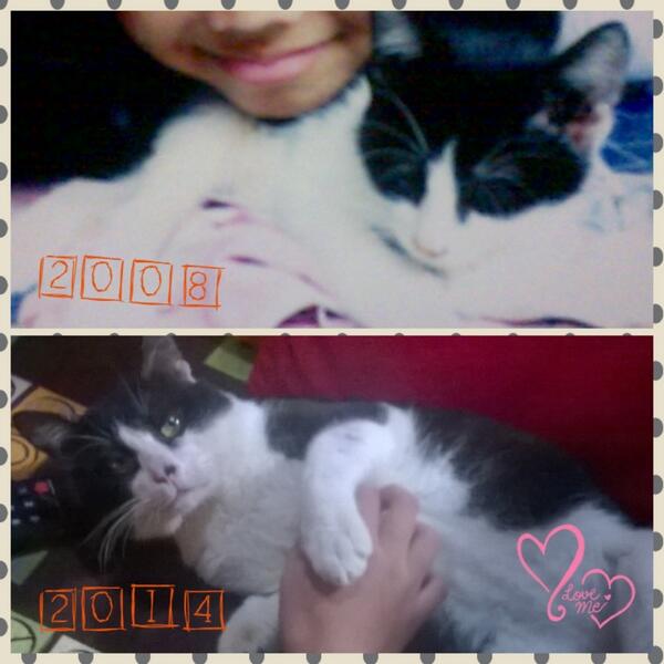 MilkCeres's tweet image. @ForKucing nih min dr jaman kucingku buntutnya kelindes mobil sampe sekarang :'3 makin tua makin bandel aja :D