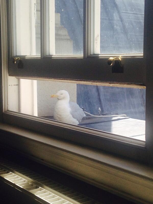 RachelShaw88's tweet image. My neighbour, Pete. #workplaceprobs